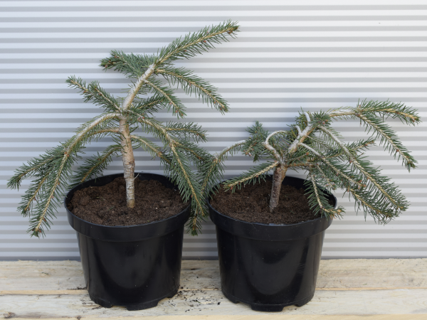 swierk-pospolity-formanek-c3 Świerk pospolity FORMANEK - sadzonki w doniczkach C3