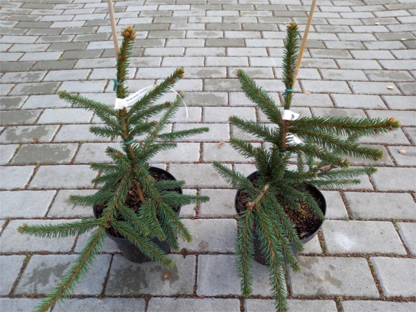 Świerk pospolity INVERSA - sadzonki C3