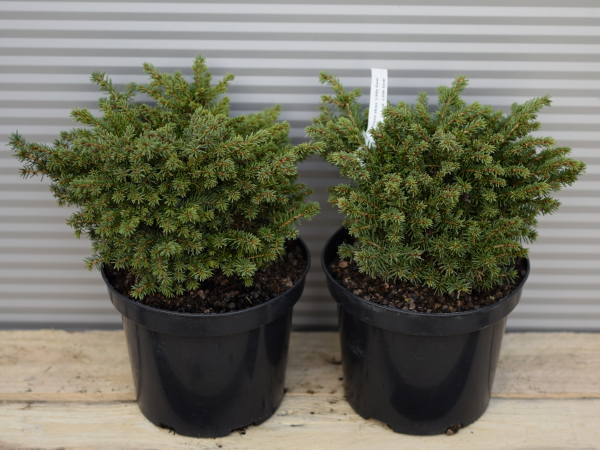 Świerk pospolity LITTLE GEM - sadzonki w doniczkach C3