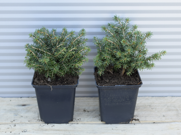 Świerk pospolity LITTLE GEM - sadzonki w doniczkach P9