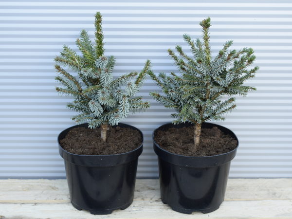 Świerk serbski NANA - sadzonki w doniczkach C3