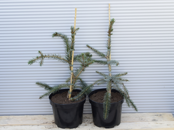 Świerk serbski PENDULA - sadzonki w doniczkach C3