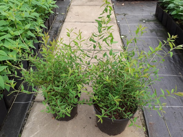 Tawuła szara GREFSHEIM - sadzonki w doniczkach C2