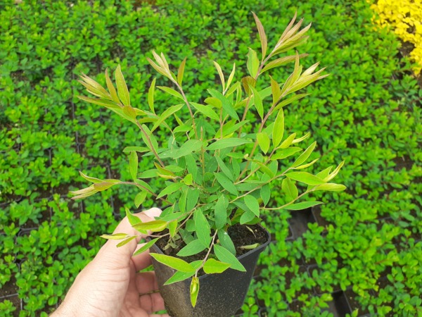 Tawuła szara GREFSHEIM - sadzonki w doniczkach P9