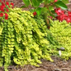 Tojeść rozesłana AUREA Goldilocks - sadzonki w doniczkach