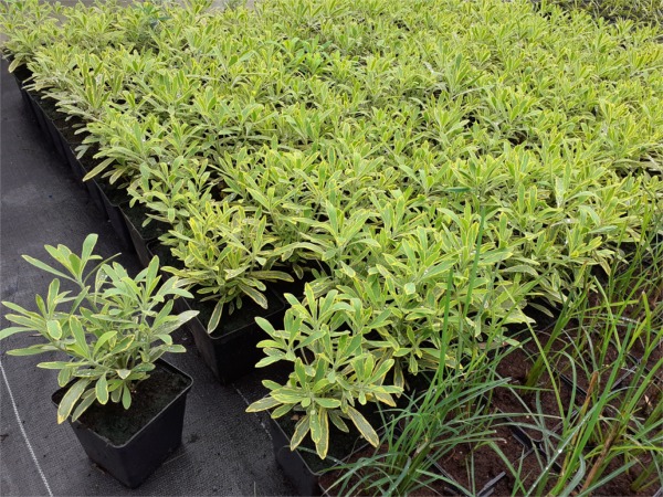 Wilczomlecz ASCOT RAINBOW - sadzonki w doniczkach P11