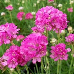 Zawciąg nadmorski SPLENDENS - sadzonki