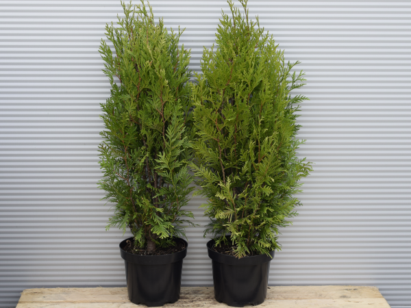 Żywotnik olbrzymi KÓRNIK - sadzonki w doniczkach C3