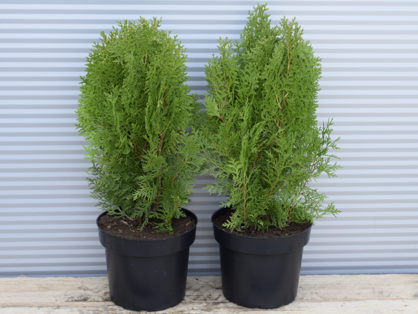 Żywotnik wschodni AUREA NANA - sadzonki w doniczkach C2