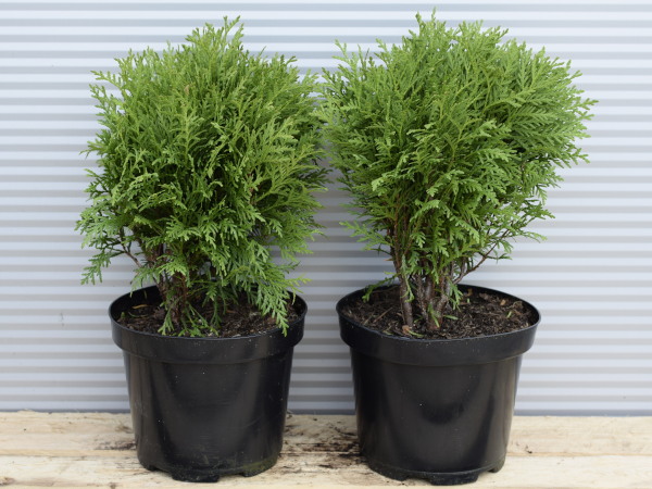 Żywotnik zachodni DANICA - sadzonki w doniczkach C3