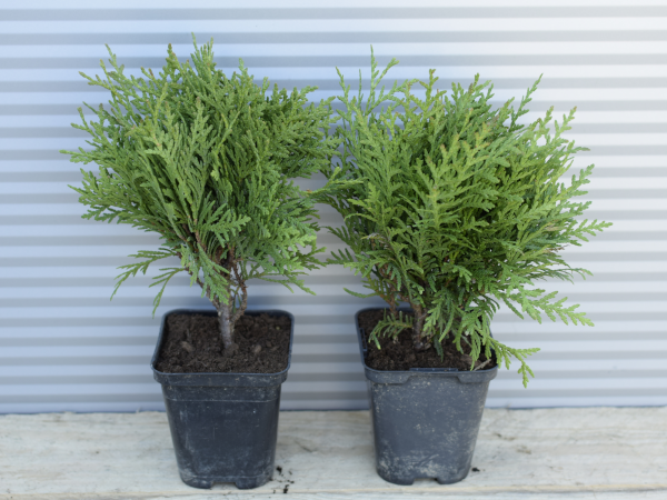 Żywotnik zachodni DANICA - sadzonki w doniczkach P9