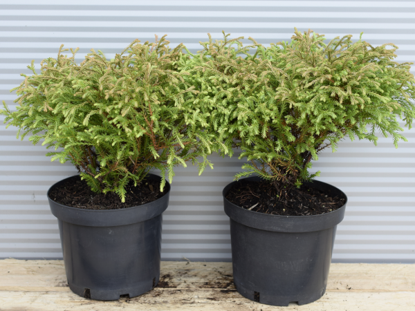 Żywotnik zachodni GOLDEN TUFFET - sadzonki w doniczkach C3