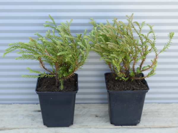 Żywotnik zachodni GOLDEN TUFFET - sadzonki w doniczkach P9