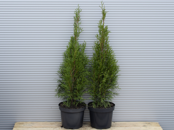 Żywotnik zachodni SMARAGD - sadzonki w doniczkach C3