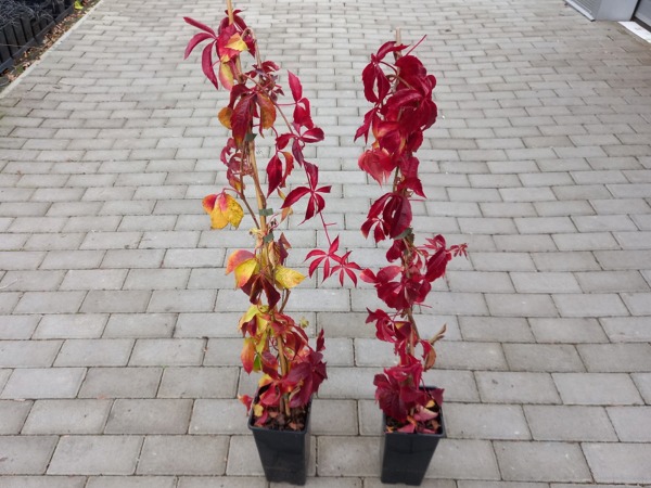 Winobluszcz pięciolistkowy - sadzonki C2