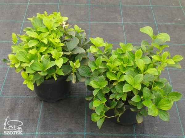 Dereń kanadyjski - sadzonki C2