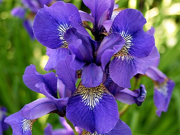 Kosaciec syberyjski - obrazek 3