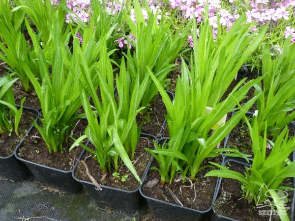 Liatra kłosowa - sadzonki w doniczkach