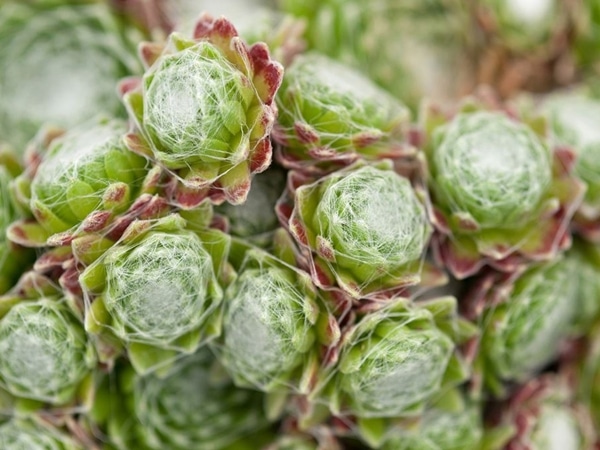 B060-rojnik-pajeczynowaty-1 Rojnik pajęczynowaty - obrazek 1