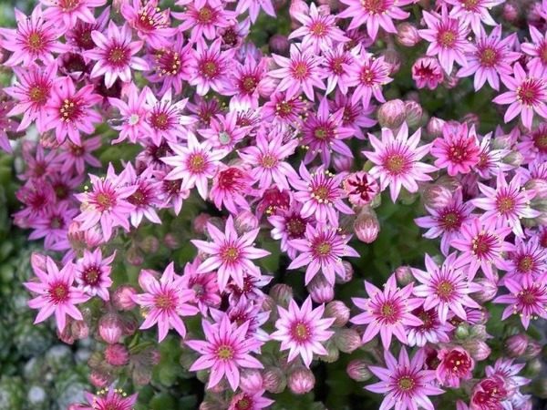 Rojnik pajęczynowaty - obrazek 2