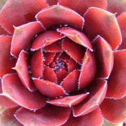 Rojnik ogrodowy (sempervivum) RUBIN - sadzonki