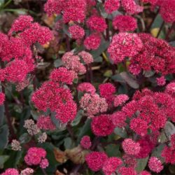 Rozchodnik karpacki RED CAULI - sadzonki