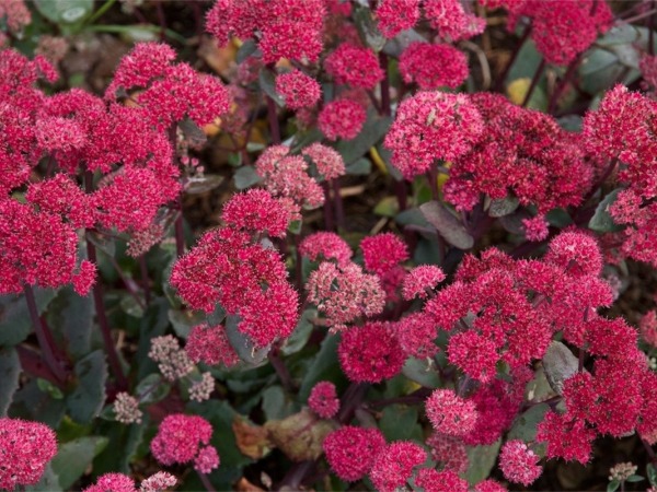 B062-rozchodnik-karpacki-red-cauli-4 Rozchodnik karpacki RED CAULI - sadzonki