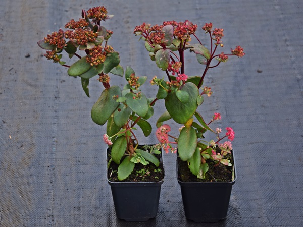 rozchodnik-karpacki-red-cauli-sadzonki-P9 Rozchodnik karpacki RED CAULI - sadzonki w doniczkach P9