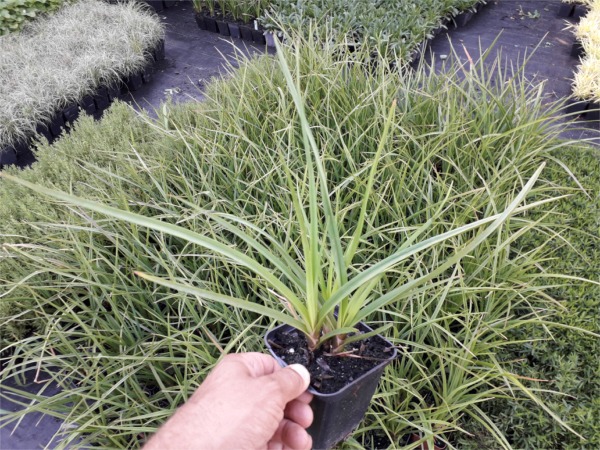 Trytoma groniasta Sadzonki P9