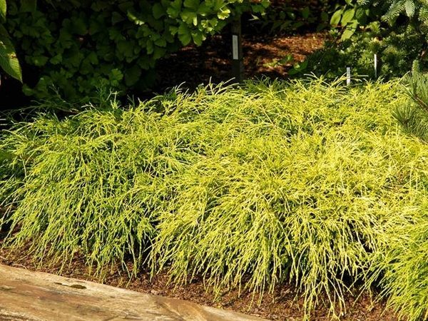 Cyprysik groszkowy FILIFERA AUREA NANA - sadzonki