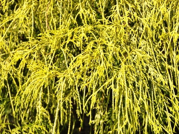 Cyprysik groszkowy FILIFERA AUREA NANA - sadzonki