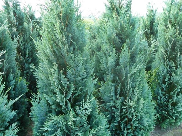 I061-cyprysik-lawsona-columnaris-1 Cyprysik Lawsona COLUMNARIS - obrazek 1