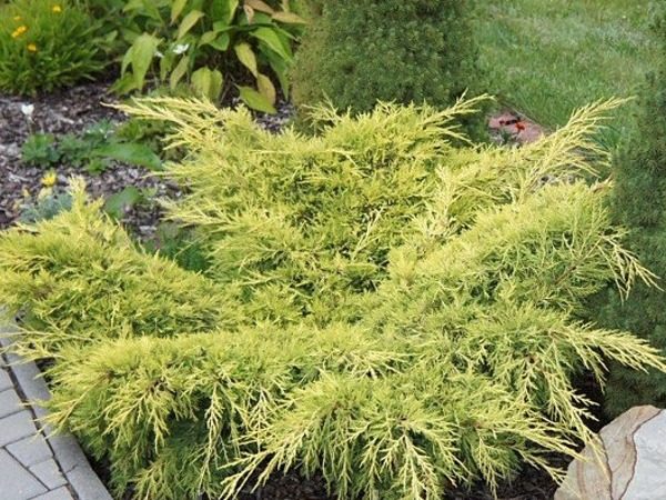 Jałowiec pośredni GOLD STAR - obrazek 4