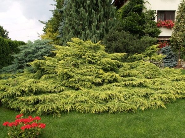 Jałowiec pośredni GOLD STAR - obrazek 3