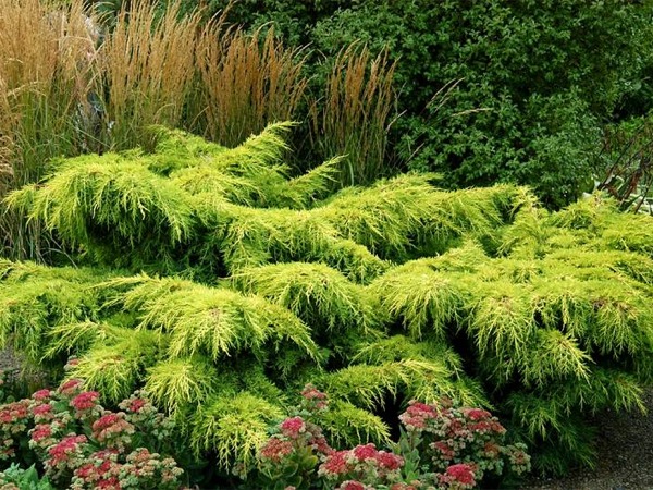 I062-jalowiec-posredni-gold-star-5 Jałowiec pośredni GOLD STAR - obrazek 1