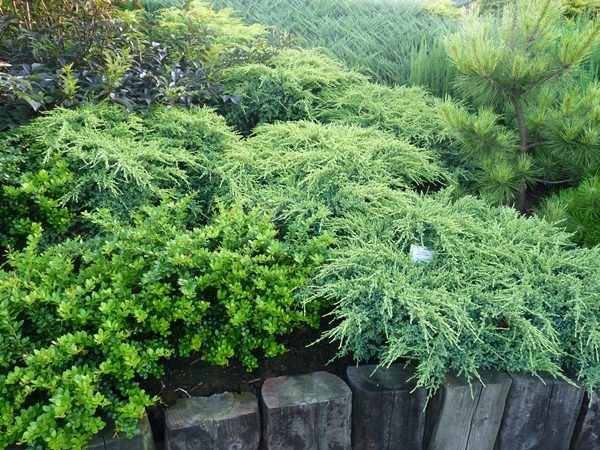 Jałowiec łuskowaty HOLGER