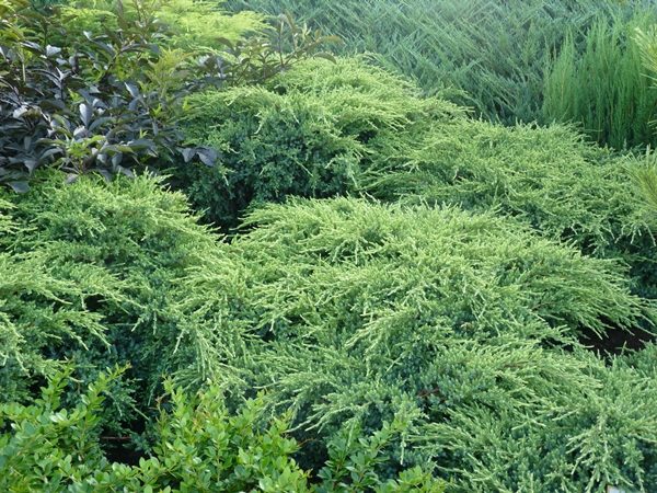 Jałowiec łuskowaty HOLGER