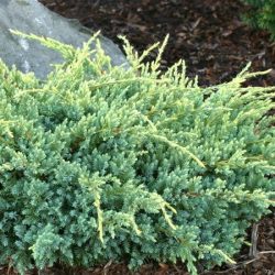 Jałowiec łuskowaty HOLGER