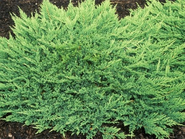 Jałowiec płożący PRINCE OF WALES - obrazek 3