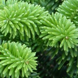 Jodła balsamiczna NANA