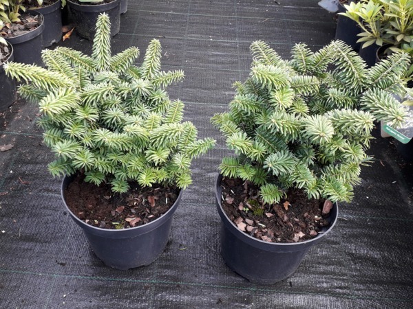 Jodła balsamiczna NANA - sadzonki C2
