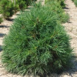 Sosna pospolita GLOBOSA VIRIDIS - sadzonki