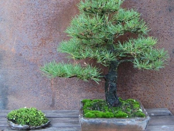 Sosna pospolita GLOBOSA VIRIDIS - obrazek 5