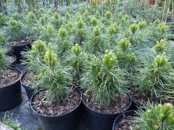 I068-sosna-pospolita-globosa-viridis-s2