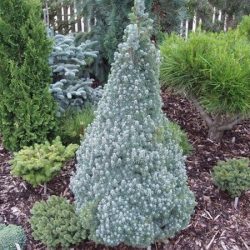 Świerk biały BLUE WONDER - sadzonki