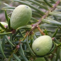 Torreja orzechowa - sadzonki