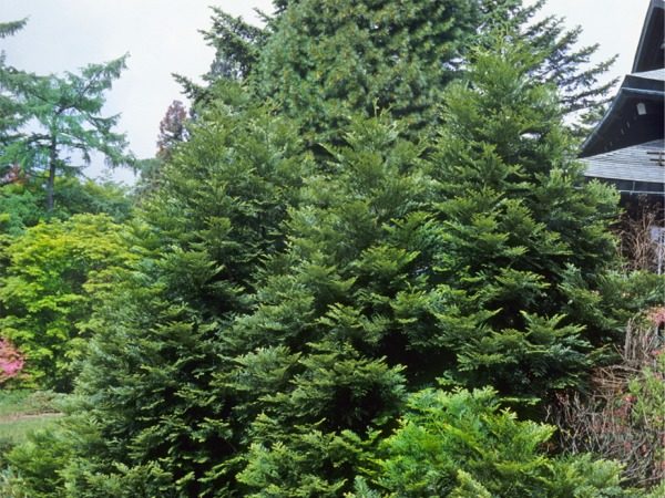 Żywotnikowiec japoński VARIEGATA - sadzonki