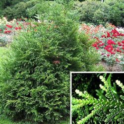 Żywotnikowiec japoński VARIEGATA - sadzonki