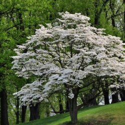 Dereń kwiecisty - sadzonki