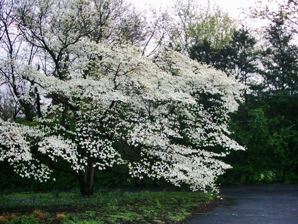 Dereń kwiecisty (cornus florida) - sadzonki